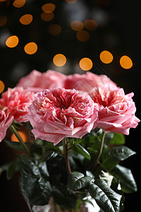 深色背景的粉红新玫瑰美丽的彩色玫瑰紧贴的彩色玫瑰花岗婚礼或粉红色玫瑰的情人卡选择焦点粉红色玫瑰的鲜花红色婚礼或情人卡选择焦点背景图片