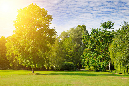 一个舒适的夏日公园草坪宽阔蓝天有明亮的阳光图片
