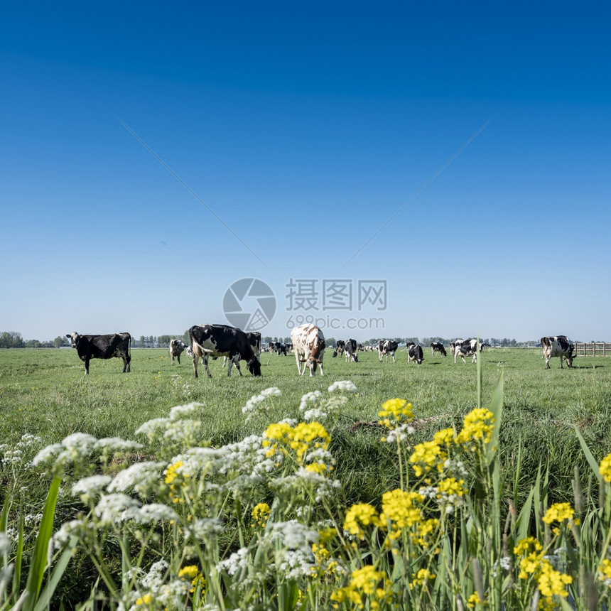 绿草地上的黑荷尔斯坦奶牛青草地上的黑荷尔斯坦奶牛在阴原的蓝天空下春花图片