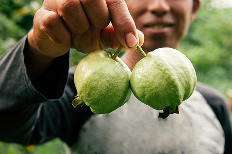 2018年华欣泰国新鲜采摘的青瓜瓦水果由亚裔农民手持热带塔伊果园产品图片