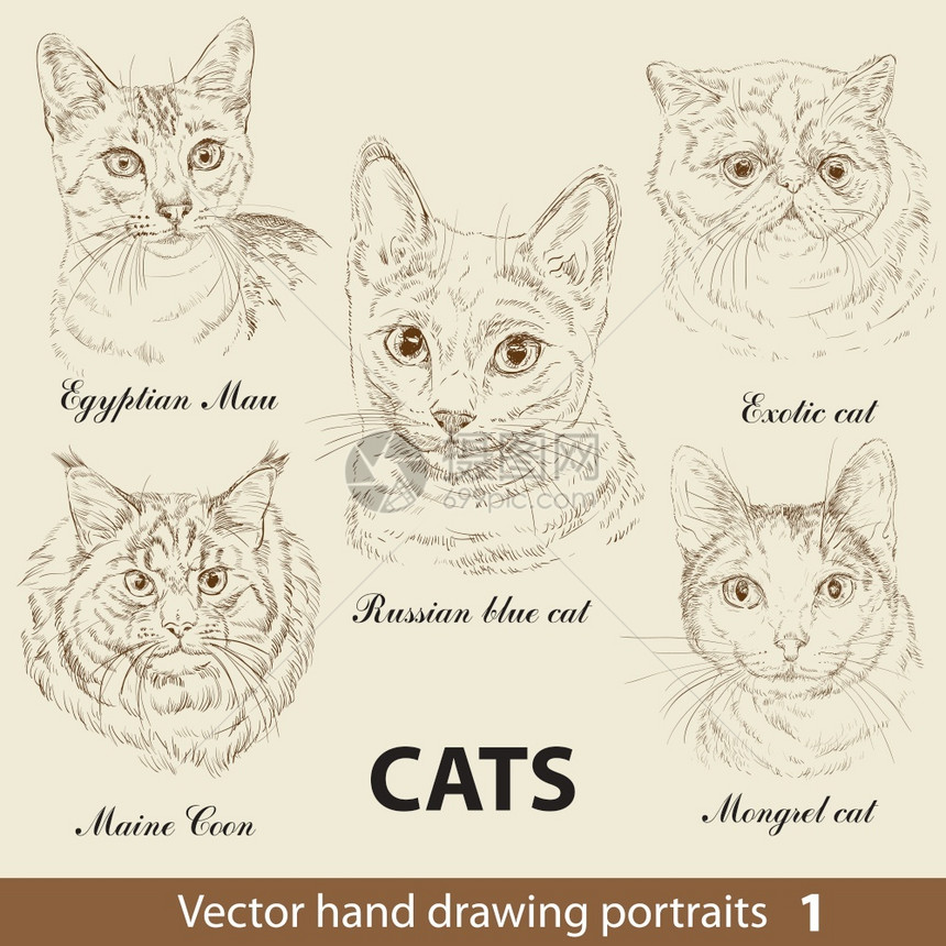 手绘矢量可爱猫图片