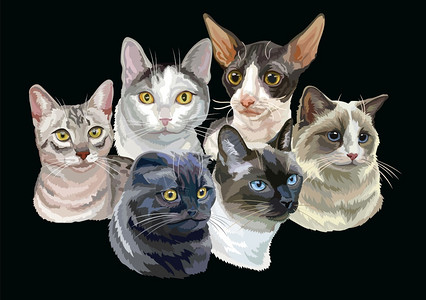 康沃尔可爱猫咪肖像插画
