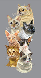 孟加拉猫可爱猫咪肖像插画