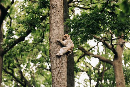 猴子在树上爬图片