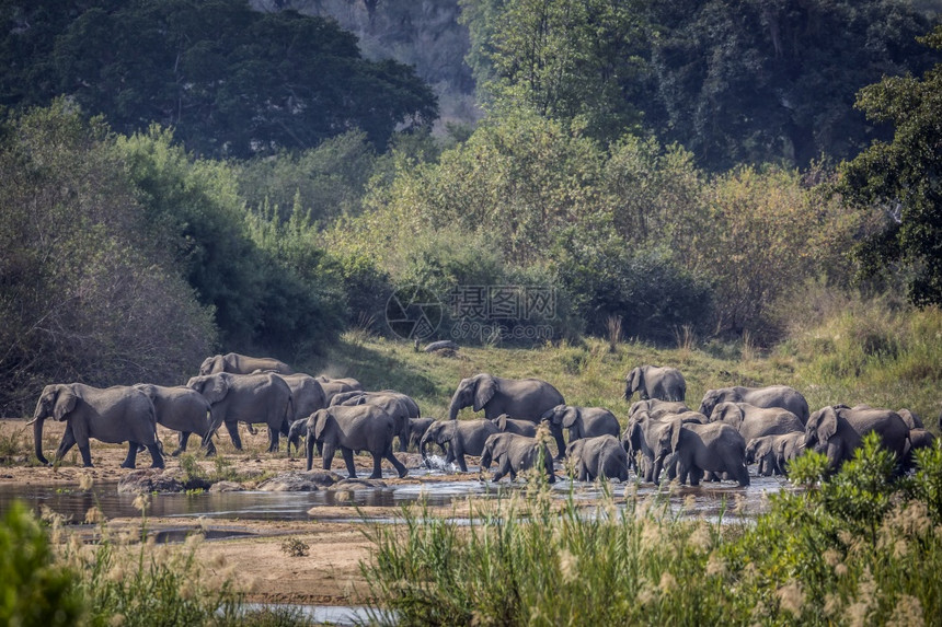 非洲灌木大象群在非洲南部的Kruge公园渡河非洲大象的家庭图片