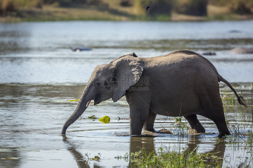 非洲南部Kruge公园的河中非洲灌木大象饮用水非洲大象家族的Speciloxdntafricn家庭图片