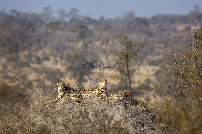 住在非洲南部Kruge公园白蚁丘中的4只猎豹住在非洲南部felida的Spcianoyxjubats家庭住在非洲南部Kruge公图片