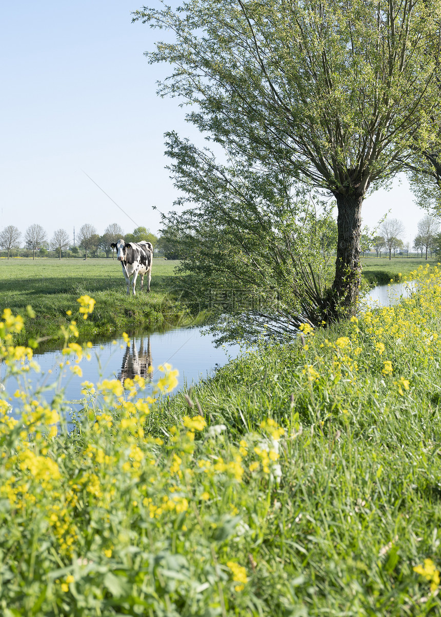 树下有黄色种子的鲜花,在青春草原露出奶牛,在莱尔达姆附近的Holand中心露出蓝天空的青春草原上图片