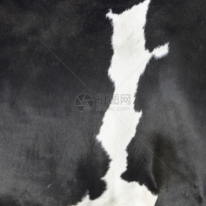 以黑色和白的图案隐藏在牛的背上图片
