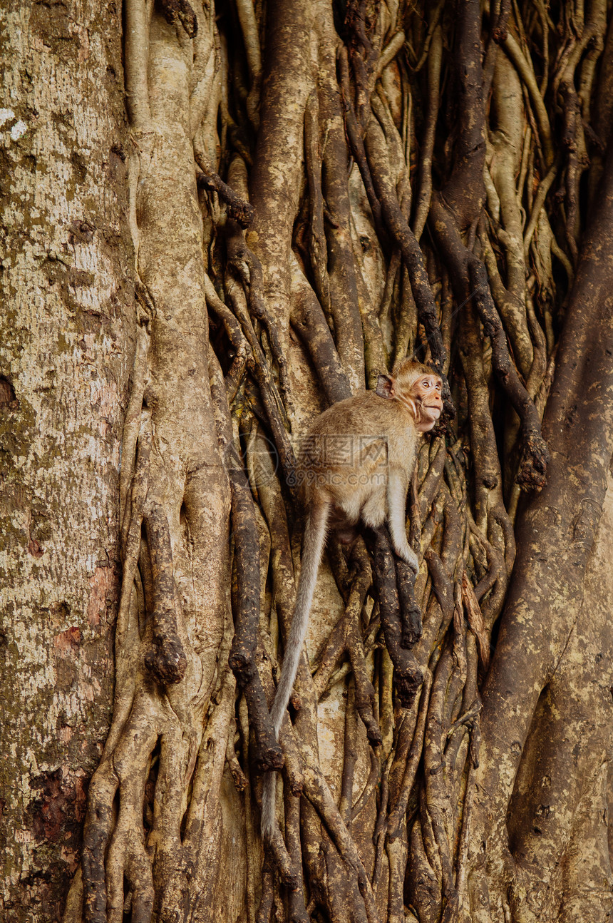 fn华文楷体s16cHE0挂在泰国热带森林的大树上fn华文楷体s16cHE0图片