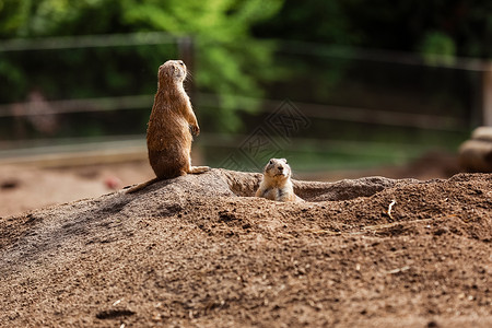 小地鼠和小松鼠动物园里有趣的食鼠松背景