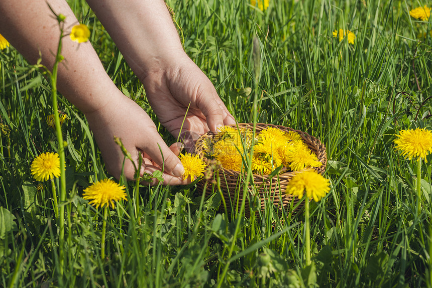 在阳光明媚的一天在野外绿地上在篮子里手工挑选黄色花朵春季药草替代物概念图片