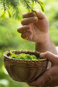 在阳光明媚的白天在外野篮子里采摘松芽春药植物收获自制糖浆的种子咳嗽药图片