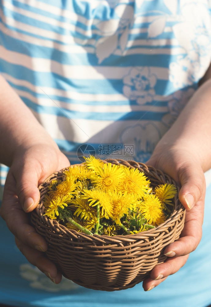 在篮子里手工挑出年轻的花朵无法辨认的女士拿着一篮子的花朵在阳光下盛满了花朵春天药用植物图片