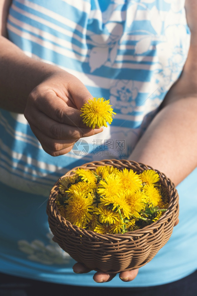 在阳光明媚的一天外面篮子里拿着花朵收集药用草春黄的花朵图片