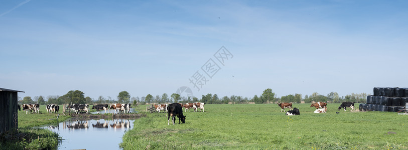 绿草原上的奶牛和河水图片