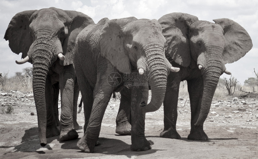 非洲大象的黑白照片图片