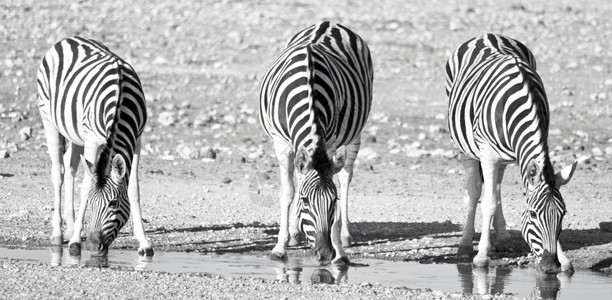 非洲水洞斑马黑白照片图片