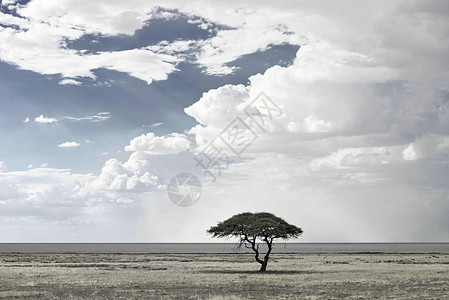 非洲景观的黑白图片图片