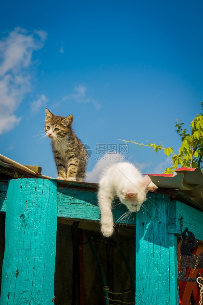 可爱的白小猫蓝眼睛土豆安哥拉享受夏天的一图片