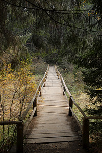 林中带扶手的木脚桥夏季时间旅游景点图片