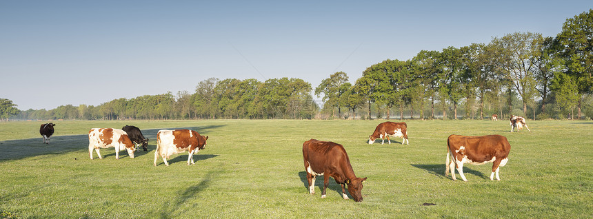 在露天草地山吃草的奶牛图片