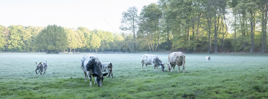 草原上的牛和小早起雾的草原上的牛和小清晨春草原上紧靠乌得勒支附近的森林图片