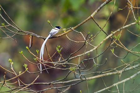 本达夫加尔亚洲的自然高清图片