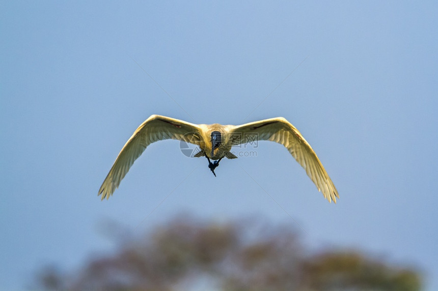 希勒斯基诺蒂达家族的specithrskionmelanocphlus家庭图片