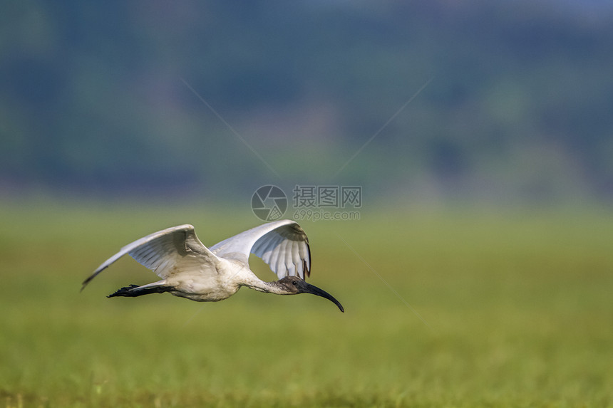 希勒斯基诺蒂达家族的specithrskionmelanocphlus家庭图片