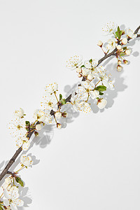 鲜樱花枝在白色背景和阴影上复制空间欢迎春卡樱桃树枝和影子的对角贺卡背景图片