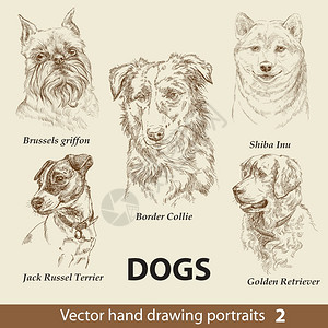 杰克罗素梗犬手绘矢量狗肖像图插画