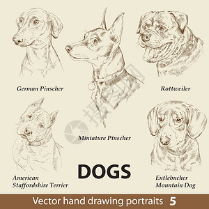 韦尔佐夫手绘矢量狗肖像图插画