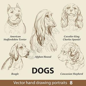 阿富汗猎犬手绘矢量狗肖像图插画
