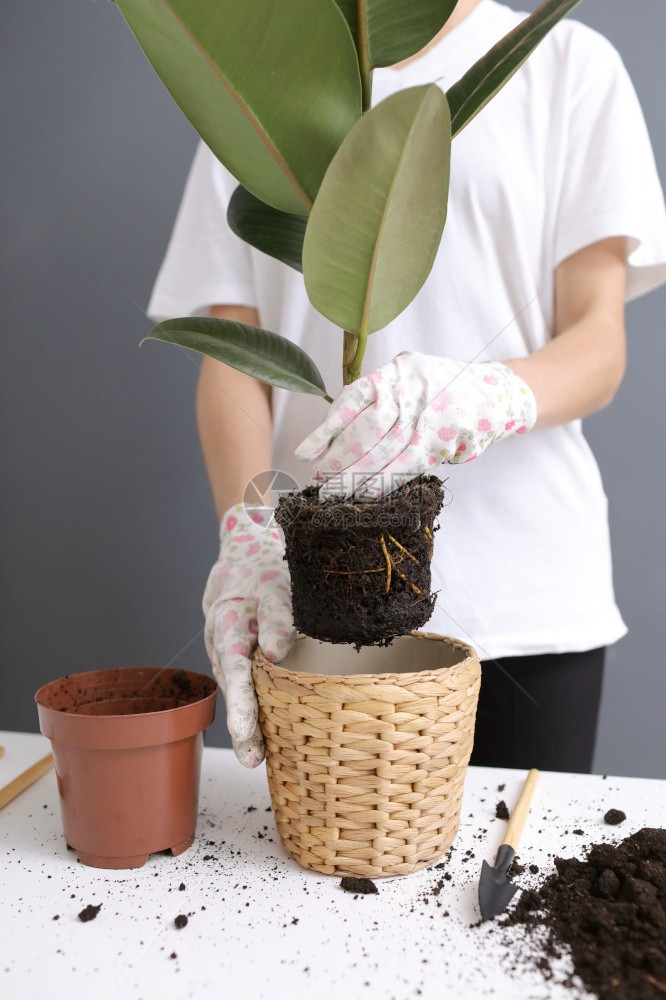 妇女将花粉重新植入的维杰锅中在家里进行庭移植年轻美丽的女照料室内植物扫描禽种的风格最低要求花店生态友好图片