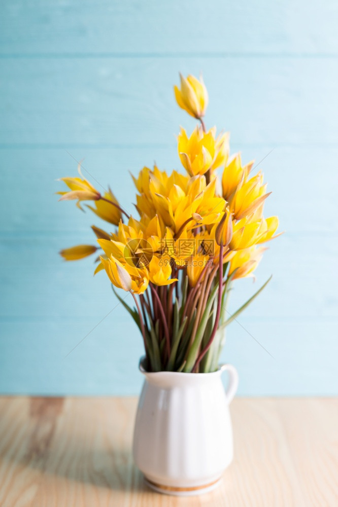 蓝色背景的古代花瓶里美丽的黄色郁金香蓝背景的花瓶里图片