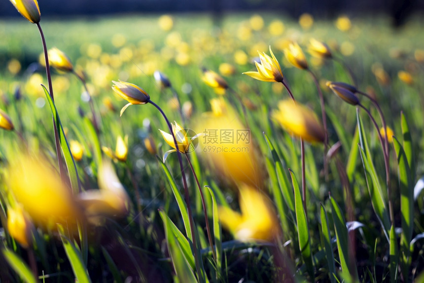 日落时的草地上美丽黄色郁金香图片