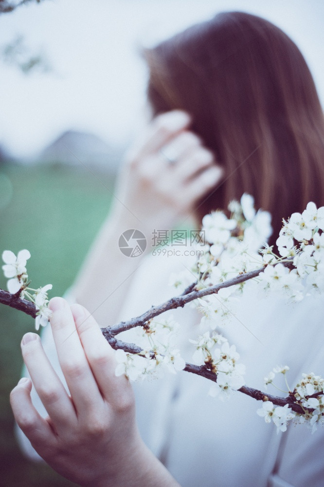 美丽的背景开花树和女手图片