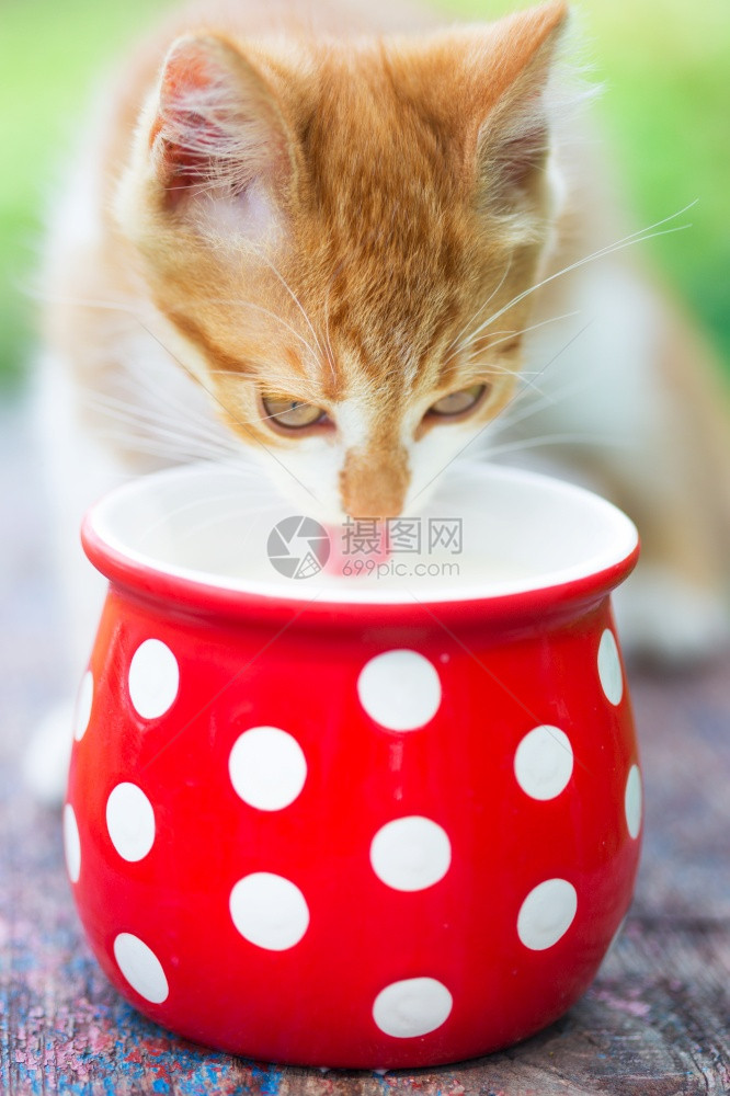 小猫喝牛奶图片