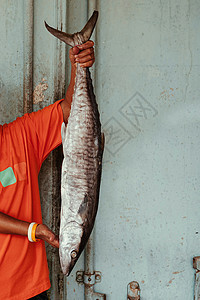 当地渔民手中的咸鲑鱼或番茄甘蔗图片