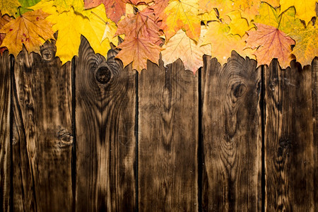 秋天的树叶木制背景图片