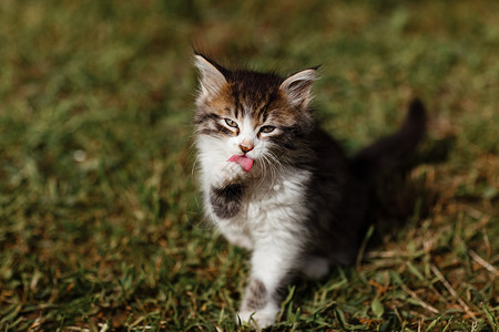 猫洗脸小猫在花园的草地上洗脸春天阳光明媚的一有选择焦点小猫在花园的草地上洗脸春天阳光明媚的一有选择的焦点背景