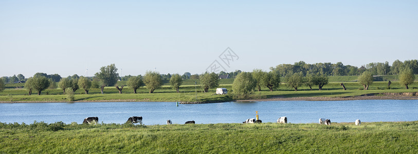 黑白斑的荷尔斯坦奶牛和大篷车沿河岸的列克靠近边的瓦伊克比杰杜尔斯特德背景