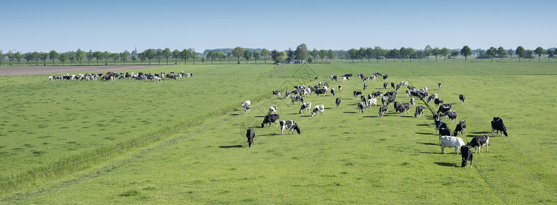 许多黑白斑的荷尔斯坦牛在绿草丛林地原上高清图片