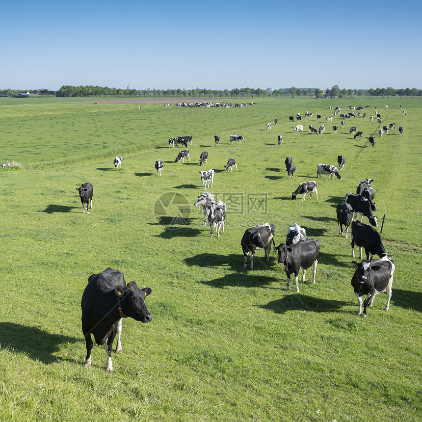 许多黑白斑的荷尔斯坦牛在绿草丛林地原上图片