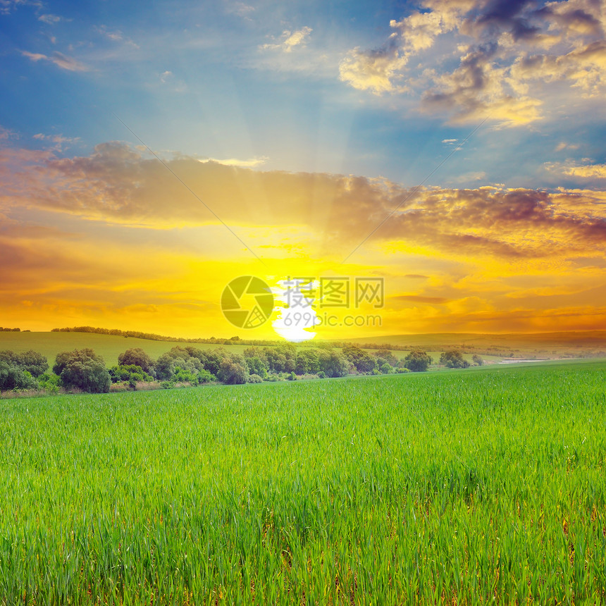 绿地太阳和蓝天空农业景观图片