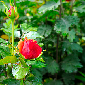 在夏日花园绿叶背景的美丽玫瑰上空闲的文字间图片