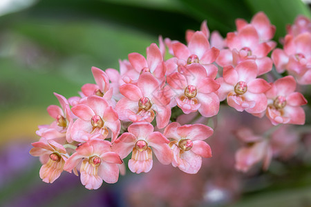兰花在园中冬季或春日用于美容和农业设计图片