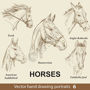 卡连特斯手绘矢量马头肖像图插画