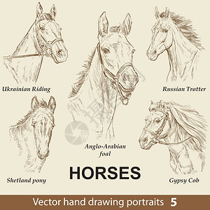 手绘矢量马头肖像图背景图片